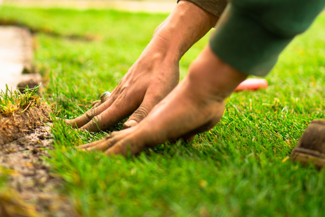 Landscaper installing fresh sod for a lawn