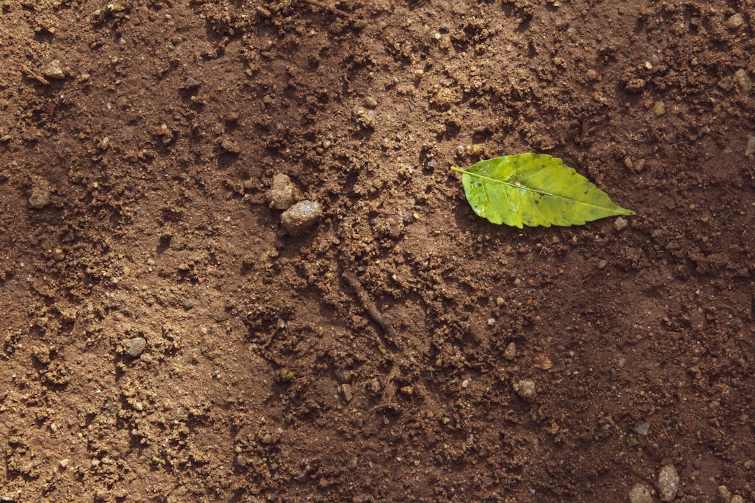 Garden soil and leaf for planning a topsoil project